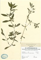 藏品(滿天星)的圖片